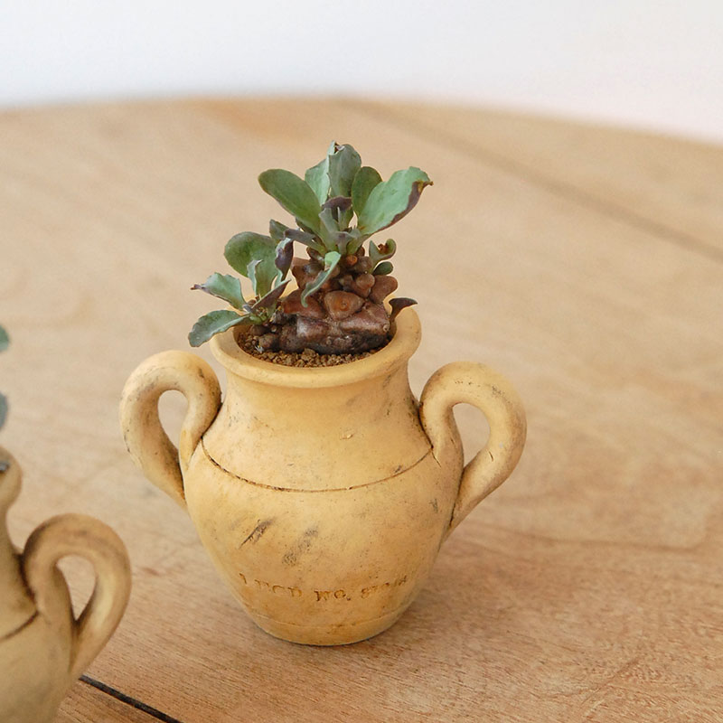 Othonna ヘレイ x antique テラコッタポット