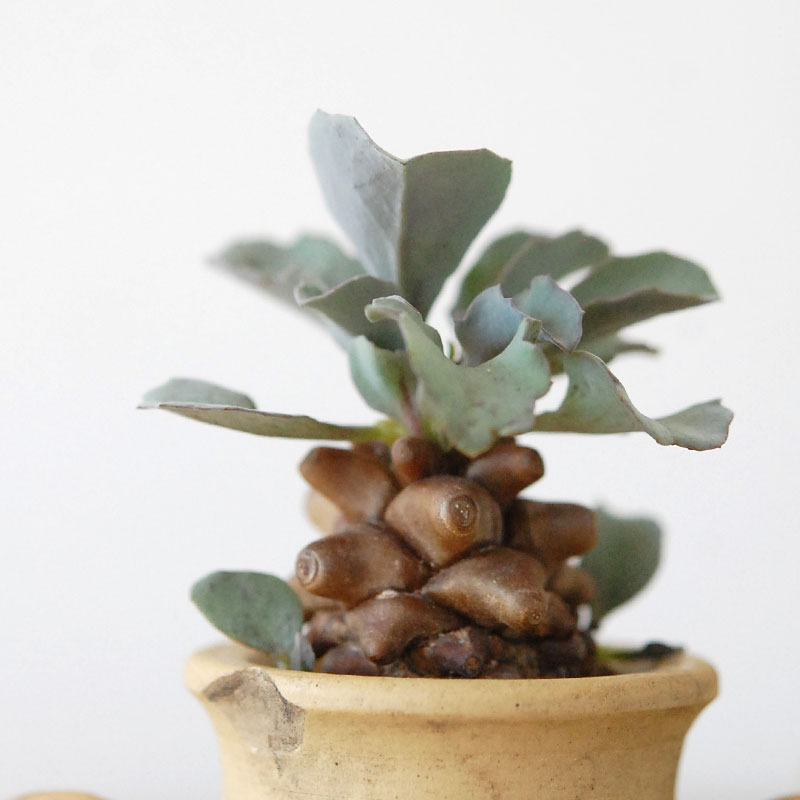 Othonna ヘレイ x antique テラコッタポット