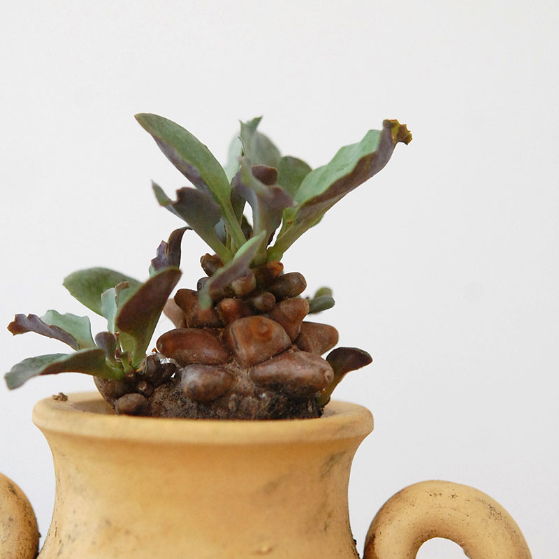 Othonna ヘレイ x antique テラコッタポット