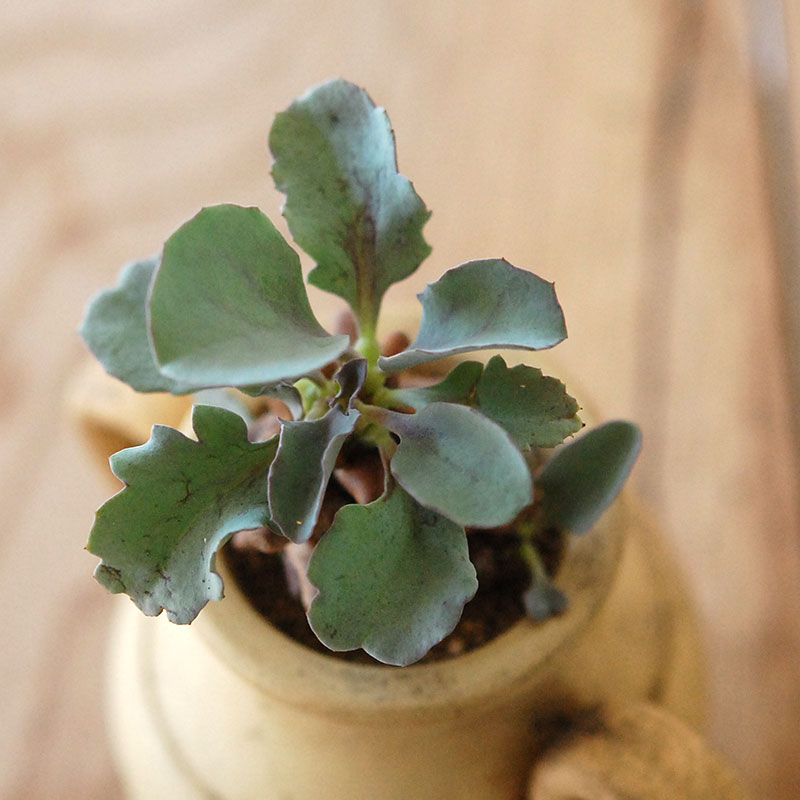 Othonna ヘレイ x antique テラコッタポット