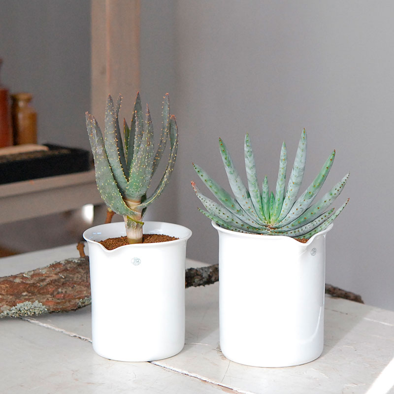 アロエ ハイブリッド テンプラ TCT株 Aloe Tempra アロエ テンプラ Aloe tempura TCT ハイブリッド ① アロエ「TEMPURA