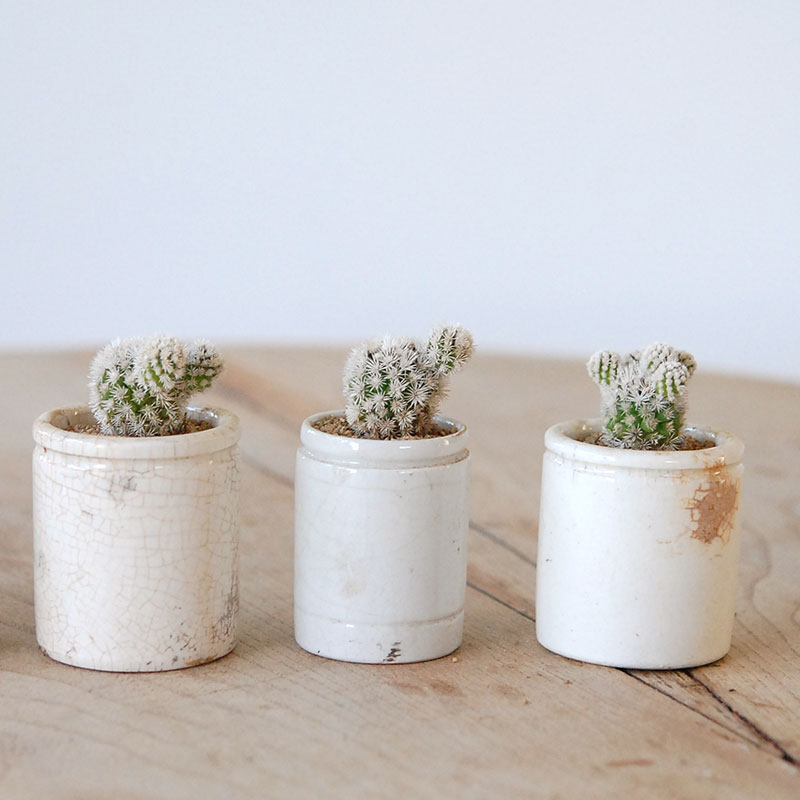 Mammillaria 明日香姫 x antique イギリスジャー