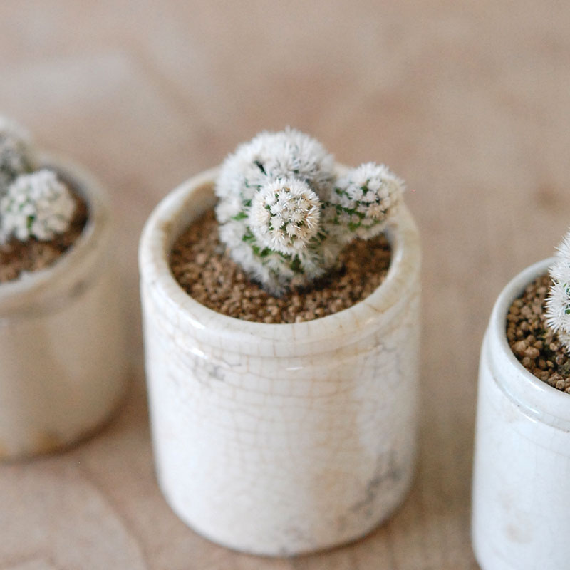 Mammillaria 明日香姫 x antique イギリスジャー