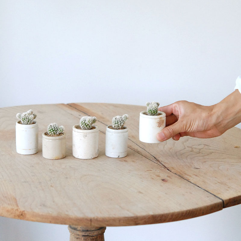 Mammillaria 明日香姫 x antique イギリスジャー