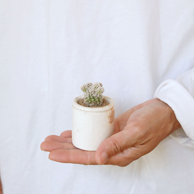 Mammillaria 明日香姫 x antique イギリスジャー