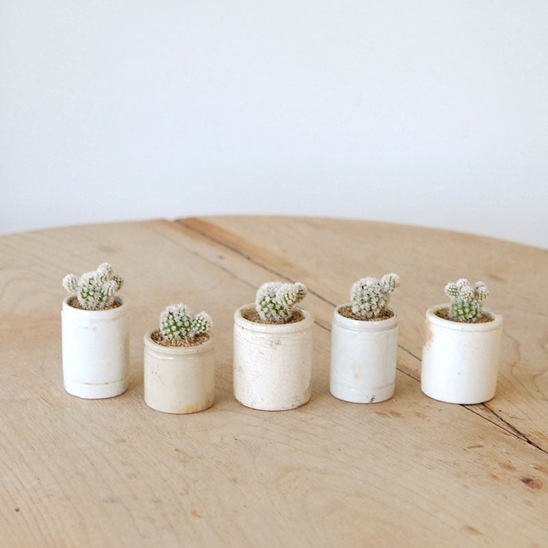 Mammillaria 明日香姫 x antique イギリスジャー