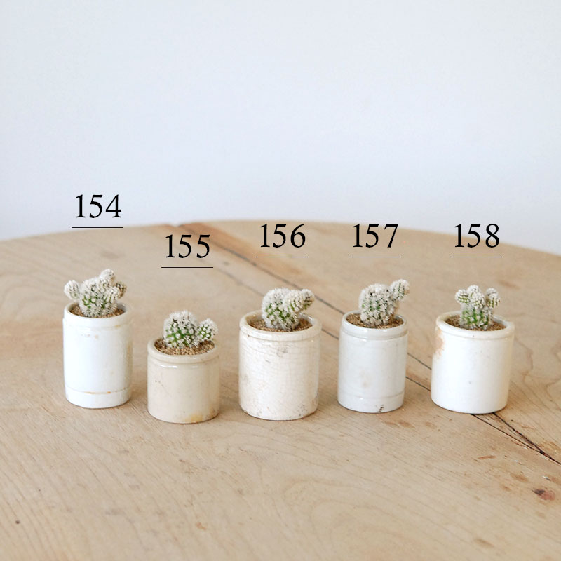 Mammillaria 明日香姫 x antique イギリスジャー