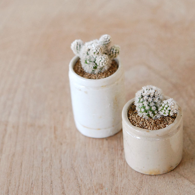 Mammillaria 明日香姫 x antique イギリスジャー