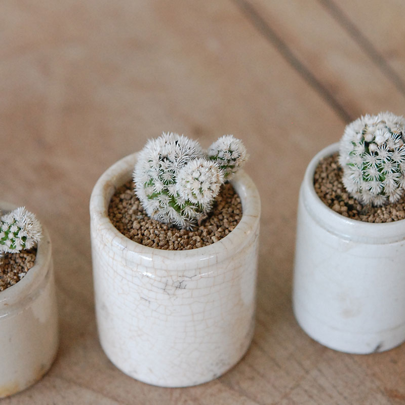 Mammillaria 明日香姫 x antique イギリスジャー