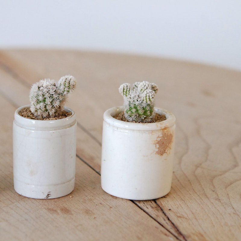 Mammillaria 明日香姫 x antique イギリスジャー