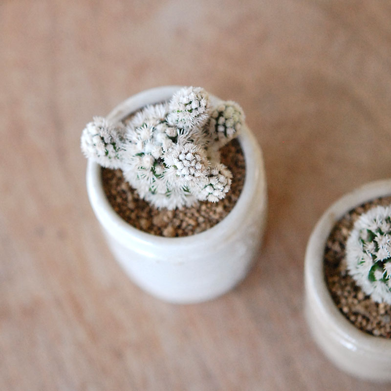 Mammillaria 明日香姫 x antique イギリスジャー