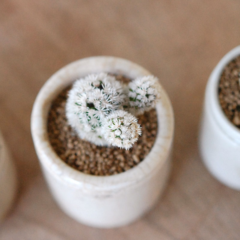 Mammillaria 明日香姫 x antique イギリスジャー