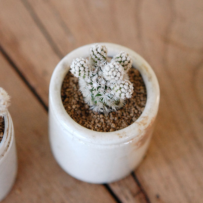 Mammillaria 明日香姫 x antique イギリスジャー