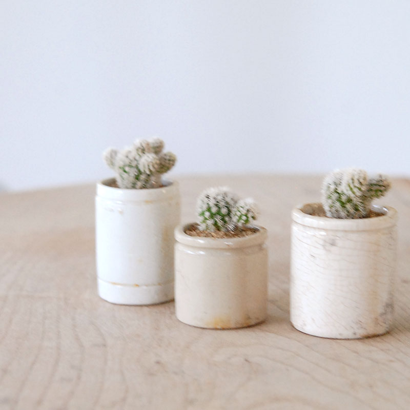 Mammillaria 明日香姫 x antique イギリスジャー