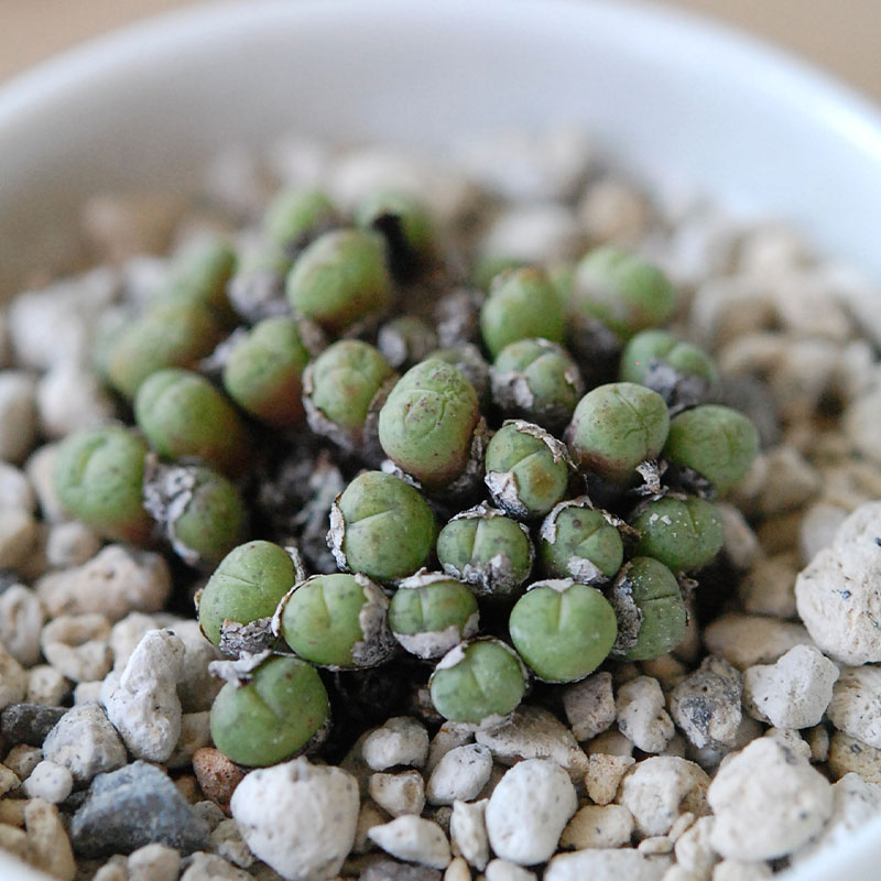 エフレウム / Conophytum