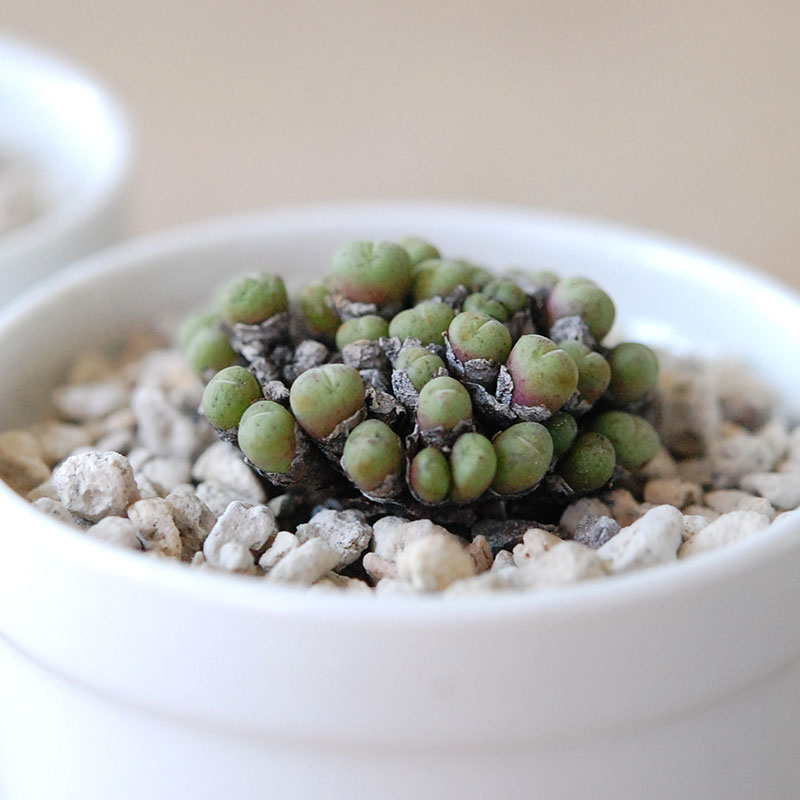 エフレウム / Conophytum