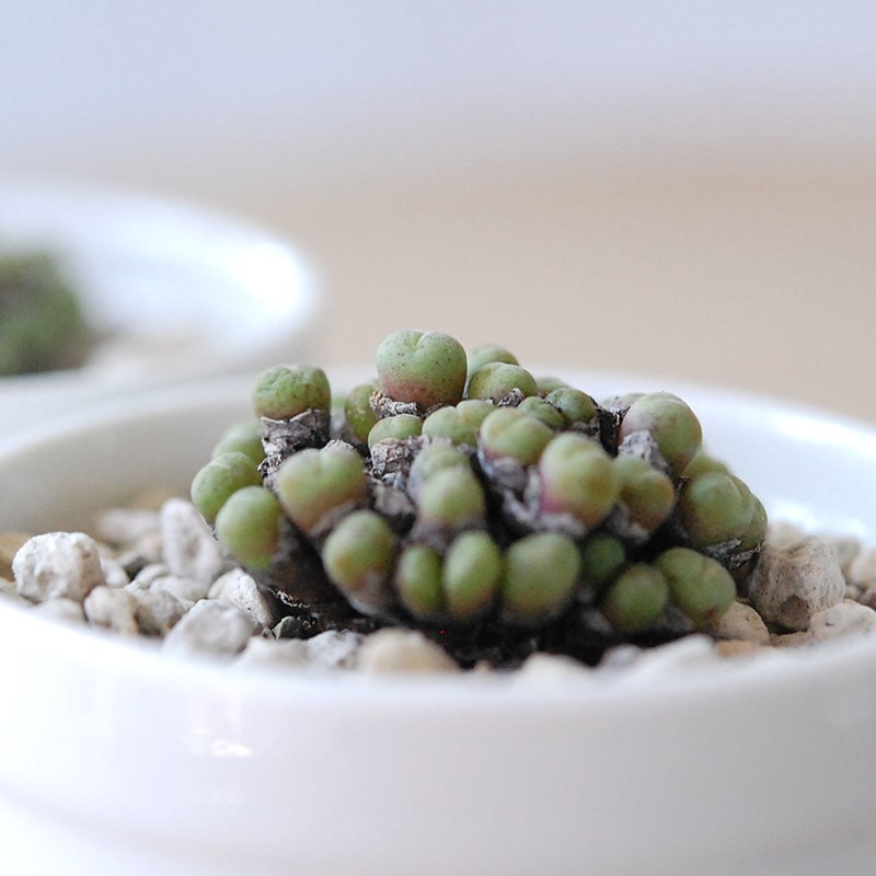 エフレウム / Conophytum