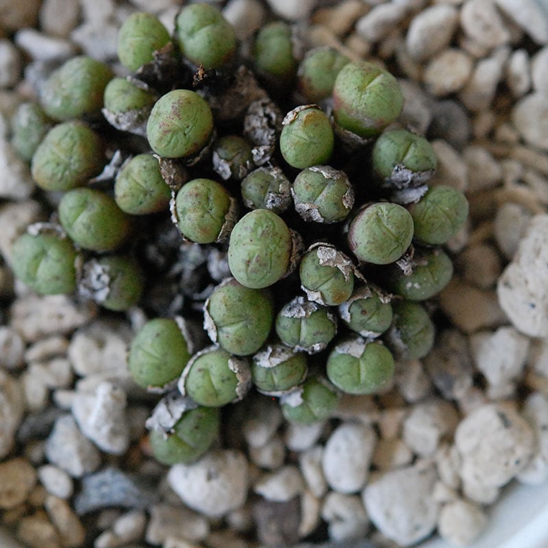 エフレウム / Conophytum