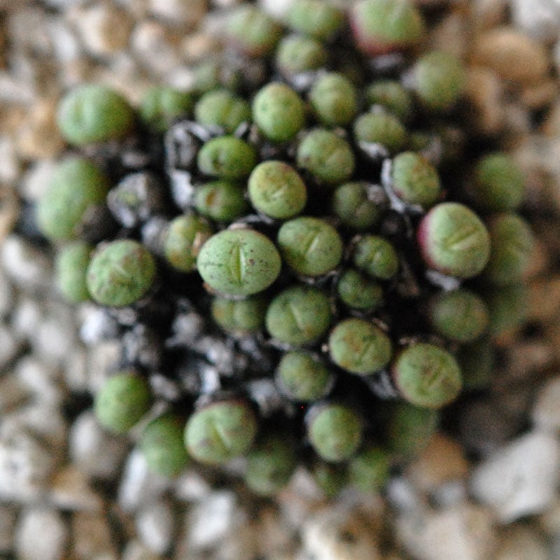 エフレウム / Conophytum