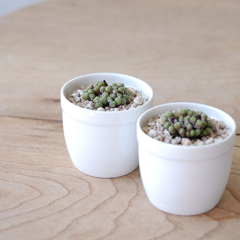 エフレウム / Conophytum