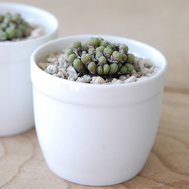 エフレウム / Conophytum