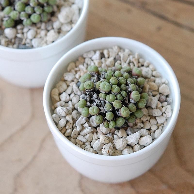 エフレウム / Conophytum