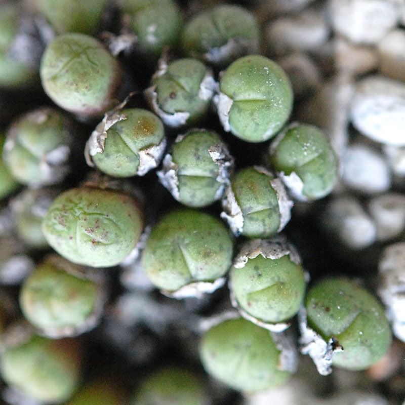 エフレウム / Conophytum