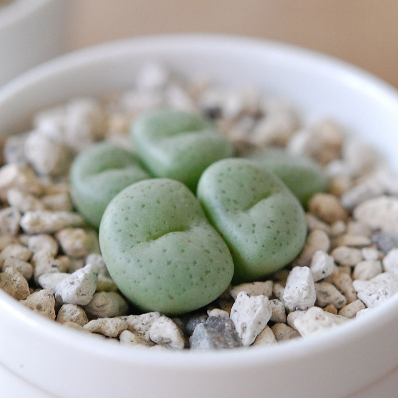 若鮎玉 / Conophytum