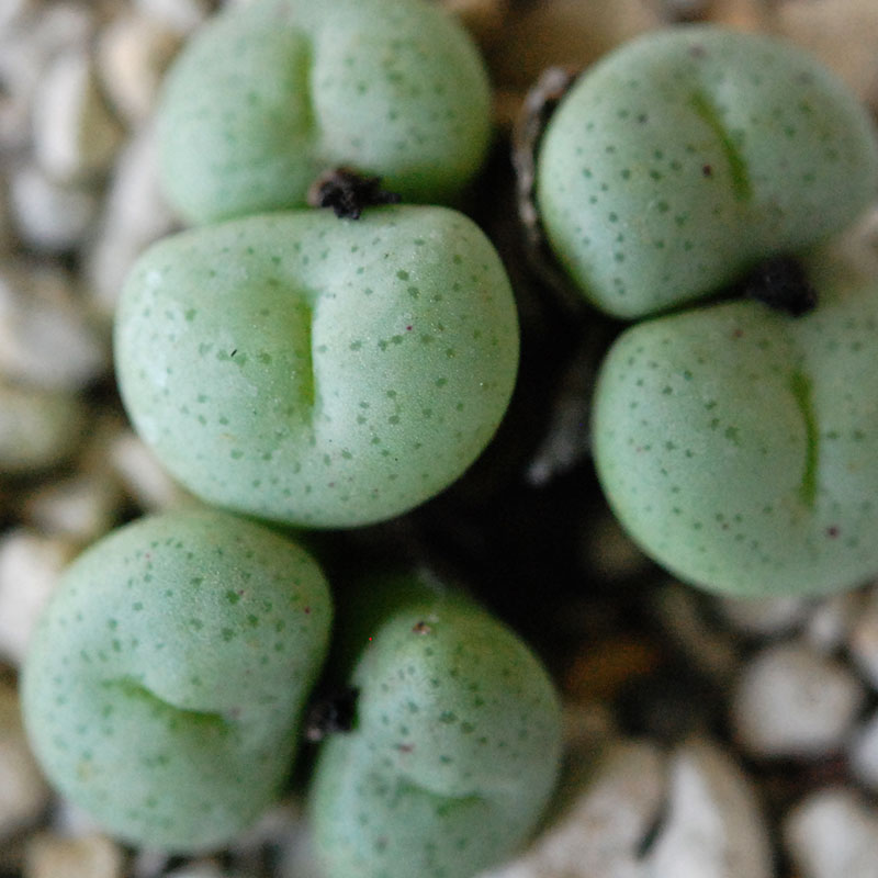 若鮎玉 / Conophytum