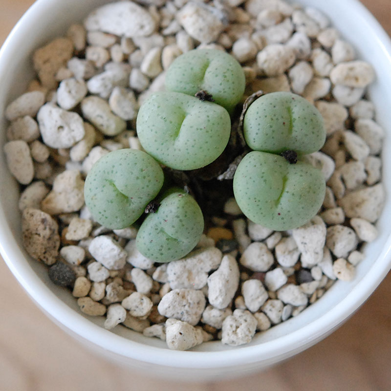 若鮎玉 / Conophytum
