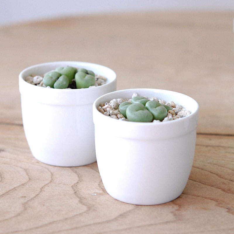 若鮎玉 / Conophytum