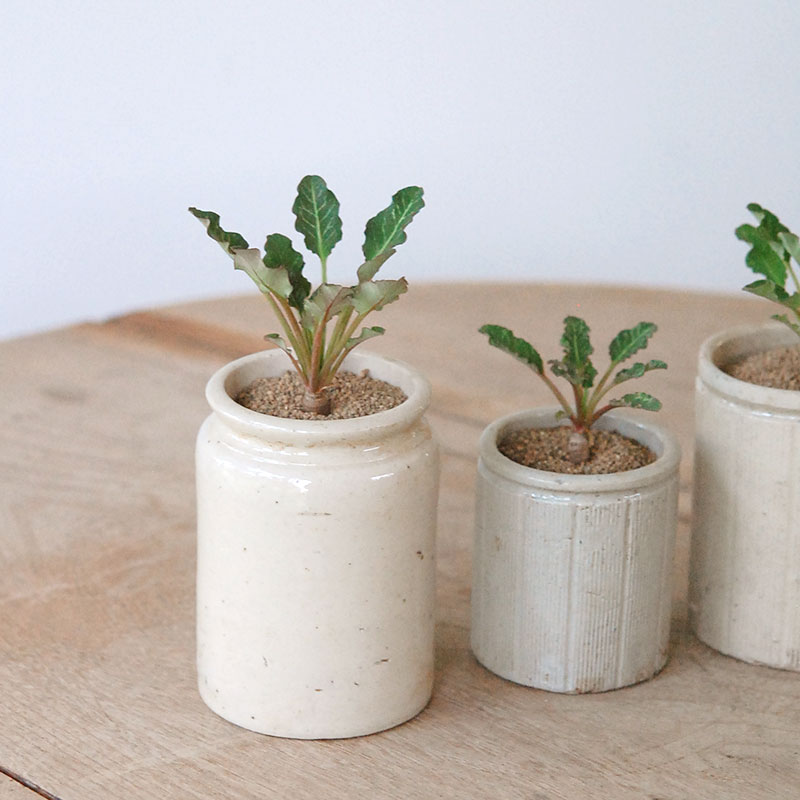 Euphorbia スパンリンギー x antique イギリスジャー