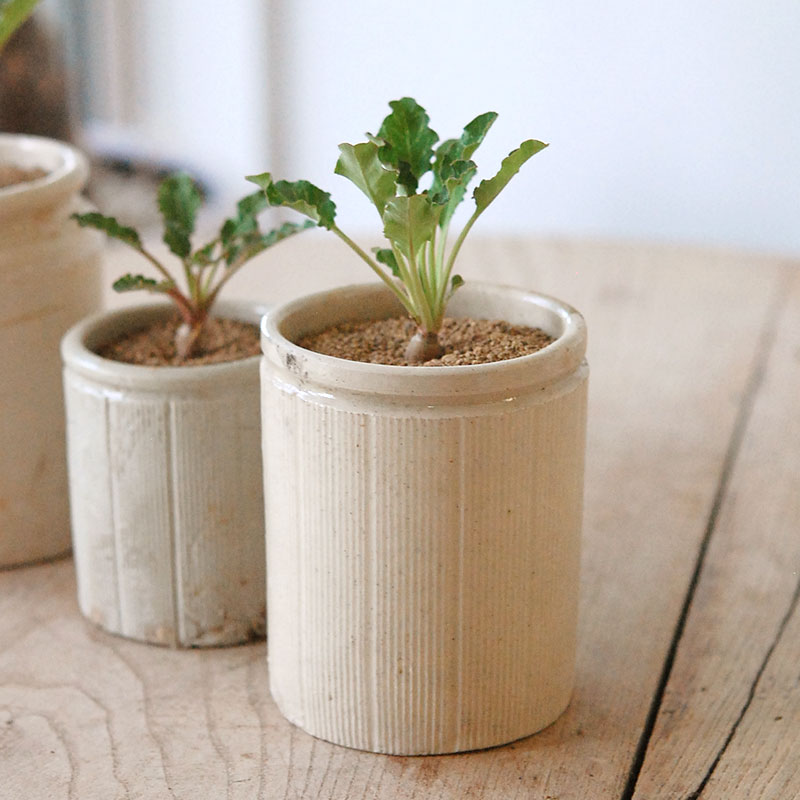 Euphorbia スパンリンギー x antique イギリスジャー