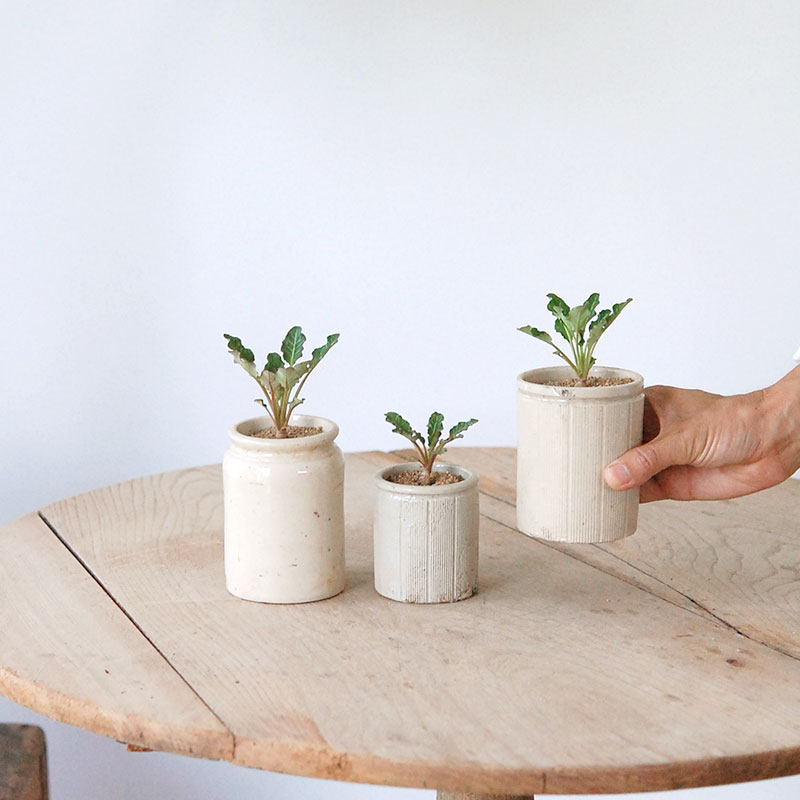 Euphorbia スパンリンギー x antique イギリスジャー