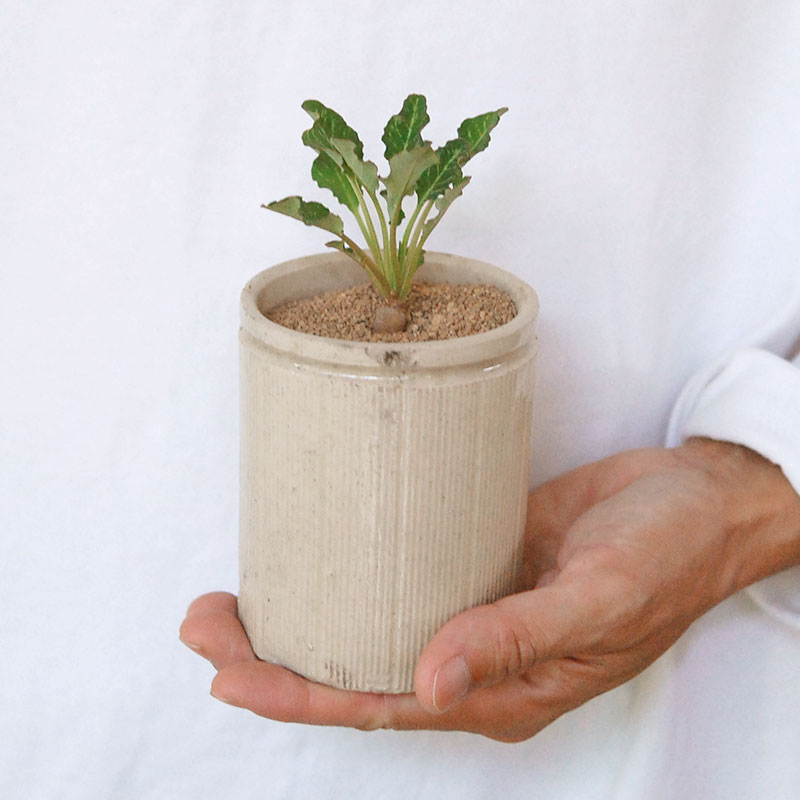 Euphorbia スパンリンギー x antique イギリスジャー