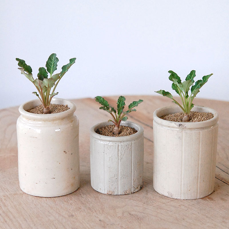 Euphorbia スパンリンギー x antique イギリスジャー