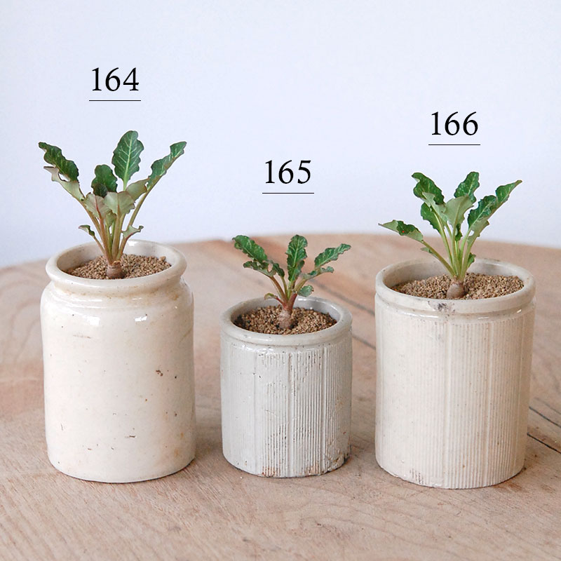 Euphorbia スパンリンギー x antique イギリスジャー