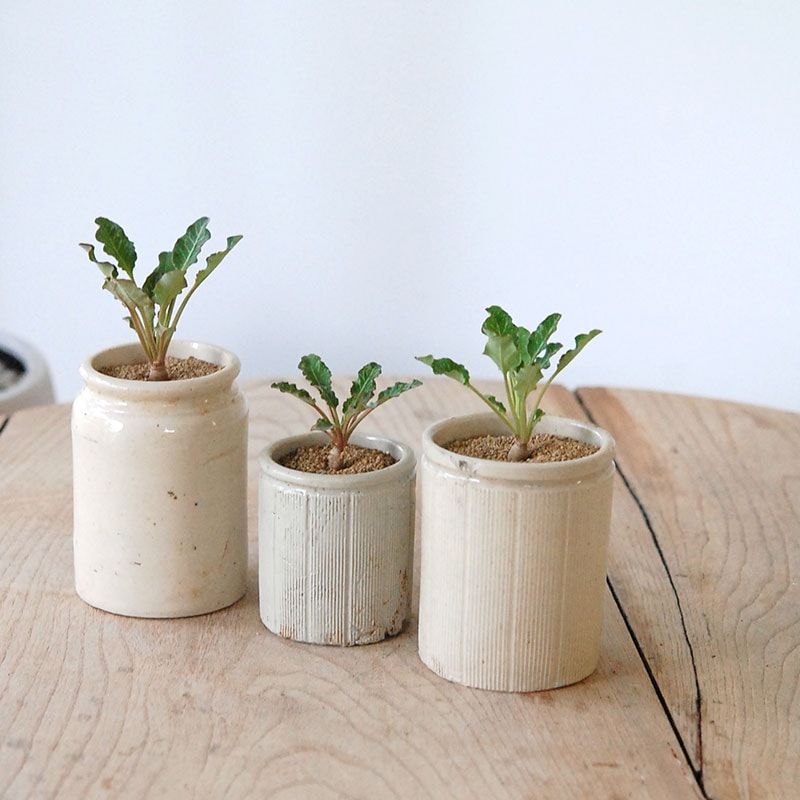 Euphorbia スパンリンギー x antique イギリスジャー