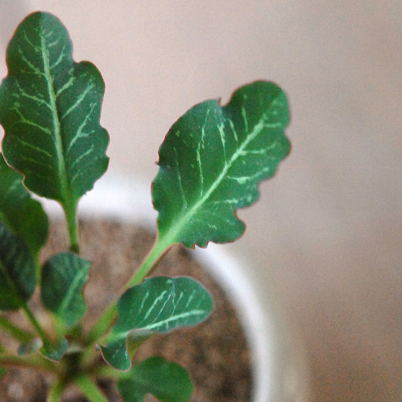 Euphorbia スパンリンギー x antique イギリスジャー