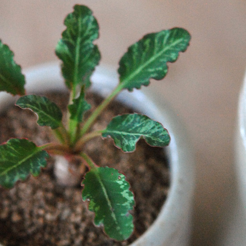 Euphorbia スパンリンギー x antique イギリスジャー