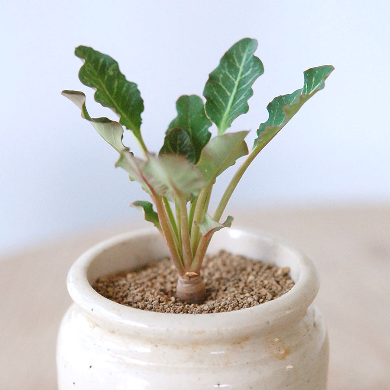 Euphorbia スパンリンギー x antique イギリスジャー