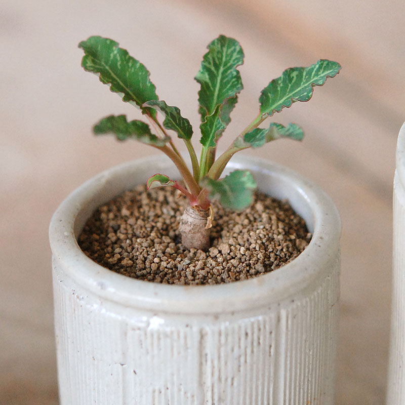 Euphorbia スパンリンギー x antique イギリスジャー