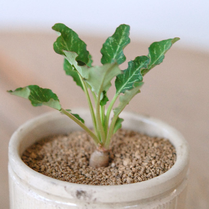 Euphorbia スパンリンギー x antique イギリスジャー