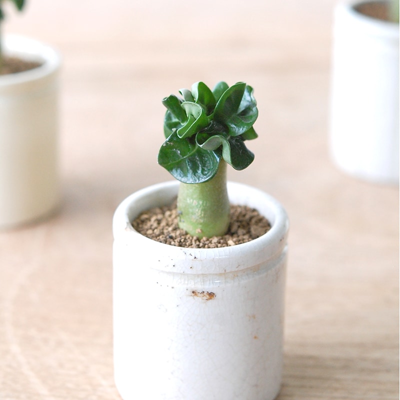 Adenium 獅子葉アラビカム x antique イギリスジャー