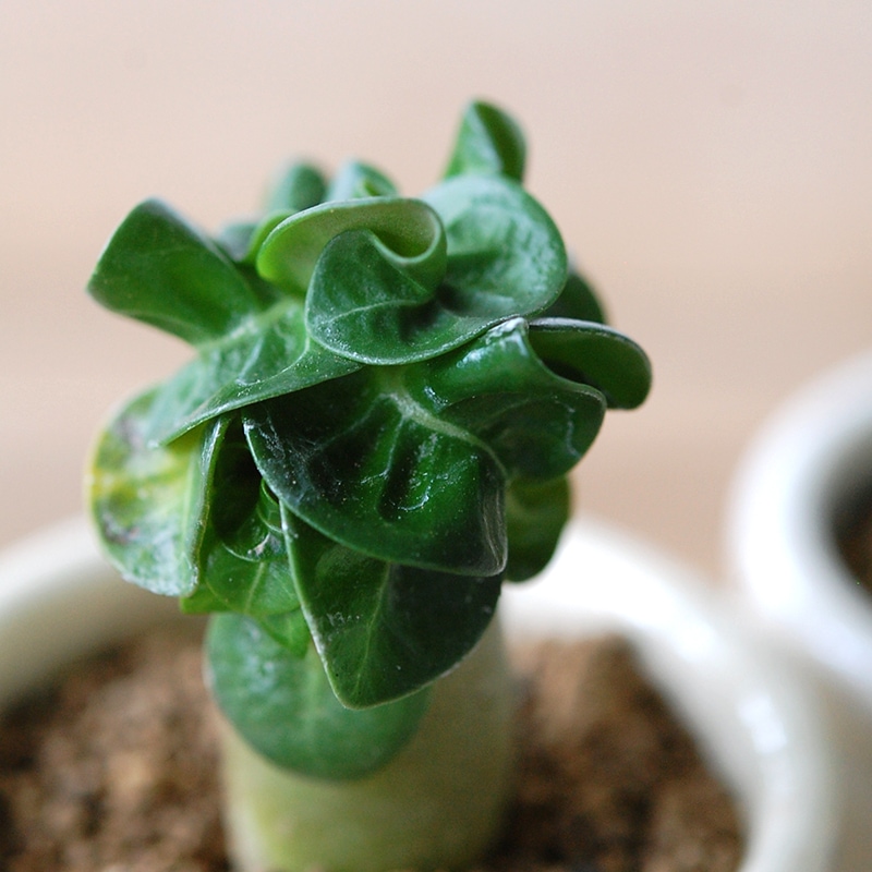 Adenium 獅子葉アラビカム x antique イギリスジャー