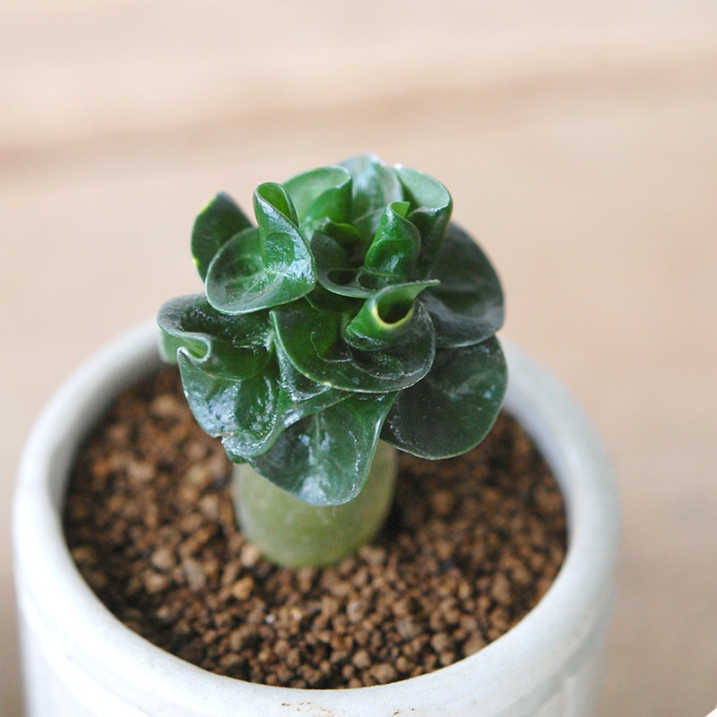 Adenium 獅子葉アラビカム x antique イギリスジャー