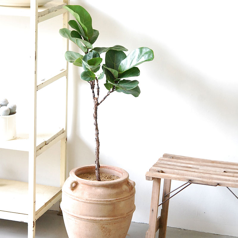 【送料無料】Ficus 柏葉ゴムの木 x テラコッタポット