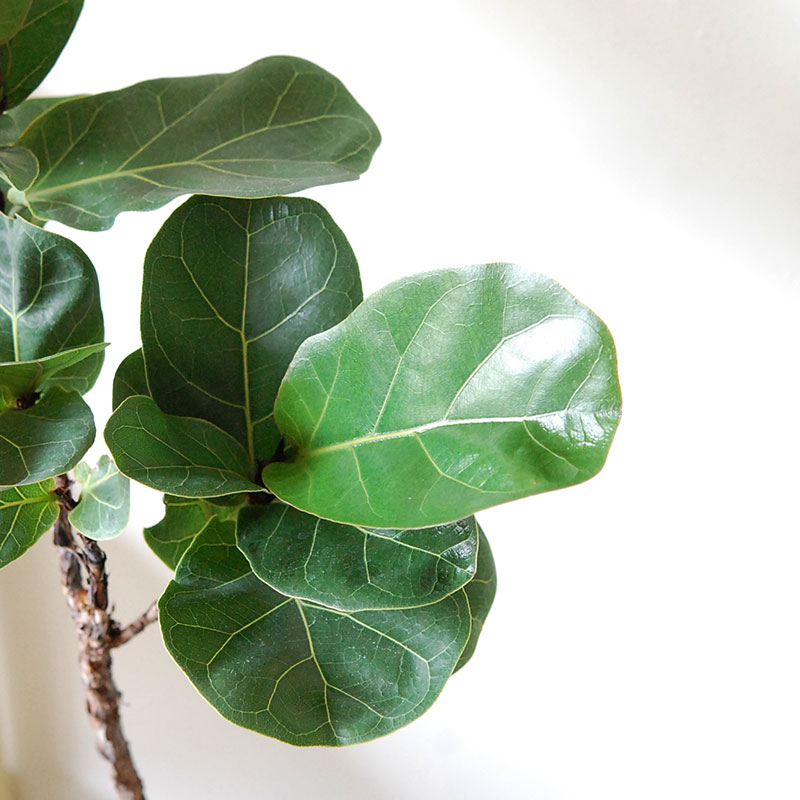 【送料無料】Ficus 柏葉ゴムの木 x テラコッタポット