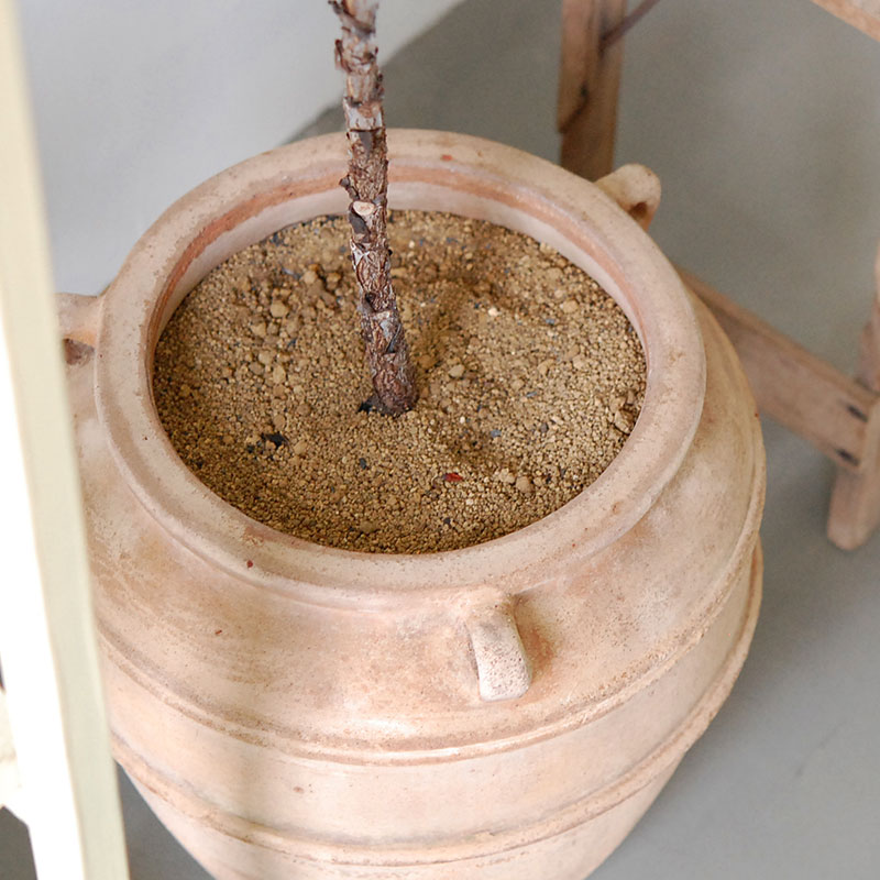 【送料無料】Ficus 柏葉ゴムの木 x テラコッタポット