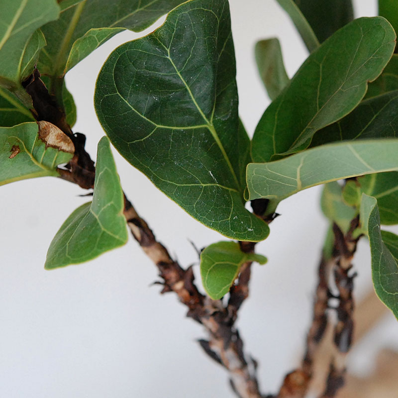 【送料無料】Ficus 柏葉ゴムの木 x テラコッタポット